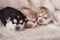 Newborn siberian husky puppies