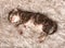 Newborn siberian kitten