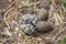 Newborn Sleeping Seagull Chick with Eggs at Anacapa Island Calif