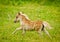 A newborn small chestnut foal of a shetland pony is galloping cheerful alone in the meadow