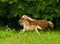 A newborn small chestnut foal of a shetland pony is galloping cheerful alone in the meadow