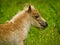 A newborn small chestnut foal of a shetland pony is tasting a little bit of grass, a cute and georgous portrait