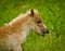 A newborn small chestnut foal of a shetland pony is tasting a little bit of grass, a cute and georgous portrait