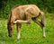 A newborn small dun coloured foal of an icelandic horse scratches itself with a leg behind the ear like yoga or gymnastics