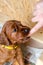 Newborn small puppy of irish setter