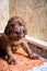 Newborn small puppy of irish setter