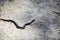 Newborn snake crawling on dry mud. A black poisonous serpent or snake learning to crawl