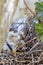 Newborn Snowy Egret Chicks