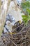 Newborn Snowy Egrets Eating A Fish From Their Mother