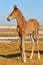 Newborn Sorrel foal - only 5 days