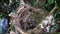 Newborn sparrow baby bird with mouth opening, waiting for get feeding in its nest at a garden in Thailand.