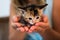 A newborn spotted kitten sitting in the palm of hands.