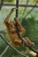 Newborn Sumatran orangutan Pongo abelii