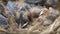 Newborn thrush nestlings are sleeping and shivering on the wind in a nest close up