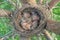 Newborn thrush`s chicks are opening sleeping in the nest located on the pine tree