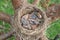 Newborn thrush`s chicks are opening sleeping in the nest located on the pine tree