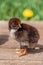 A newborn tiny black chick stands on wooden boards and basks in the sun.