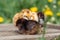 Newborn tiny chickens stand basking in the sun, standing on wooden boards.