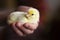 Newborn tiny fluffy yellow chicken