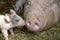 Newborn tiny pink cute piglet with mini nose kisses huge nose of mother pig