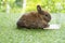 Newborn tiny rabbit brown bunny with laptop sitting on the green grass. Lovely baby rabbit working or studying online on notebook