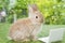 Newborn tiny rabbit bunny brown white with small laptop sitting on the green grass. Lovely baby rabbit looking at something on