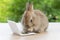 Newborn tiny rabbit furry bunny small laptop online sitting on bokeh green background. Lovely baby rabbit cleaning body sitting