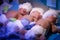 Newborn triplets baby are under the device with ultraviolet radiation