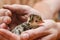 Newborn turkey in the rough hands of a farmer