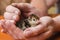 Newborn turkey in the rough hands of a farmer