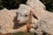 Newborn Twin Goats