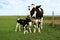 Newborn twin Holstein calves with mom in the meadow
