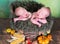 Newborn twins in autumn basket