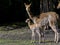 Newborn Vicugna Cria