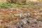 Newborn Western Gull Chicks