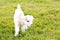 Newborn white baby kid goat pygmy goat in grass field