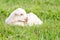 Newborn white baby kid goat pygmy goat in grass field