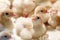 Newborn white domestic turkey chicks