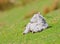 Newborn white lamb