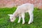 Newborn white lamb eating grass in spring