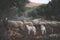 Newborn White Lambs and flock in winter.