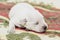 Newborn white puppy close-up. White blind puppy lying on the Mat