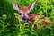 Newborn Whitetail Fawn