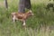 Newborn wild longhorn calf