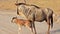 Newborn wildebeest in Amboseli Park, Kenya