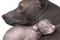 Newborn xoloitzcuintle puppy with mother