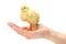 Newborn yellow chicken standing in human hand