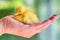 Newborn yellow duckling sitting on hand