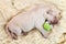 Newborn young labrador puppy dog sleeping and holding a small to