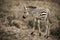 A newborn zebra in sepia